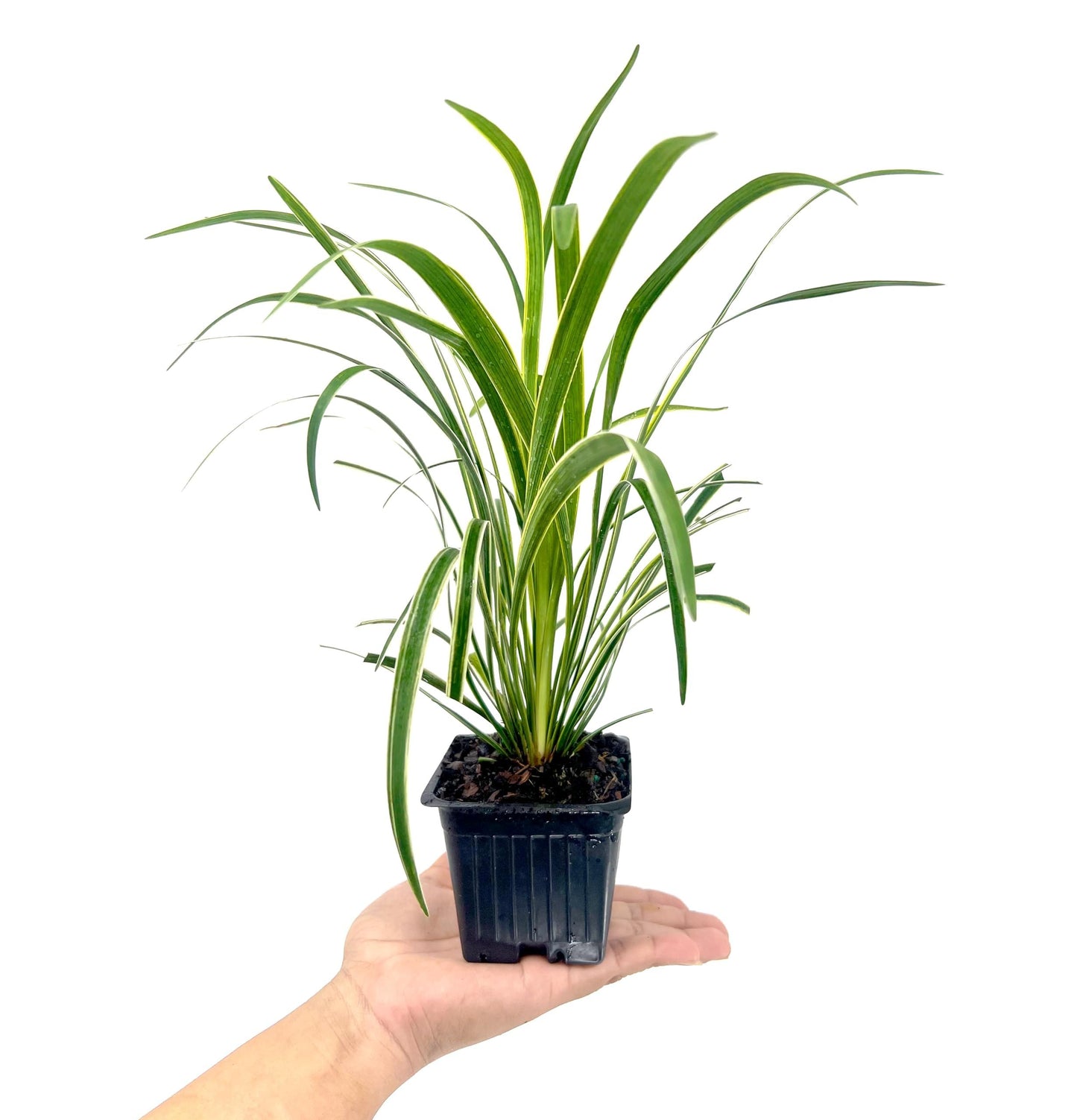 Variegated Liriope | 18 Live 4 Inch Pots | Liriope Muscari Variegata | Ornamental Ground Cover Plants | Evergreen Foliage
