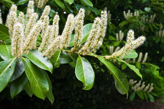 10 Cherry Laurel Trees Live Plants for Planting, Cherry Laurel Bush 6 to 12 Inc Height 2.5 Inc Pot, Laurel Plant Live Home Garden