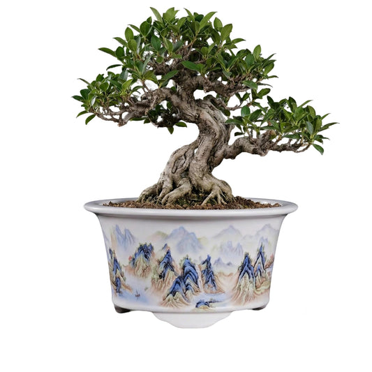 KyoYi Ceramic Planters & Bonsai Pots with Drainage, 6.69 Inch Round Blue and White Plant Pots for Succulents & Bonsai Tree, Vintage Indoor-Outdoor Small Plant Pot for Home Office Decor Gift