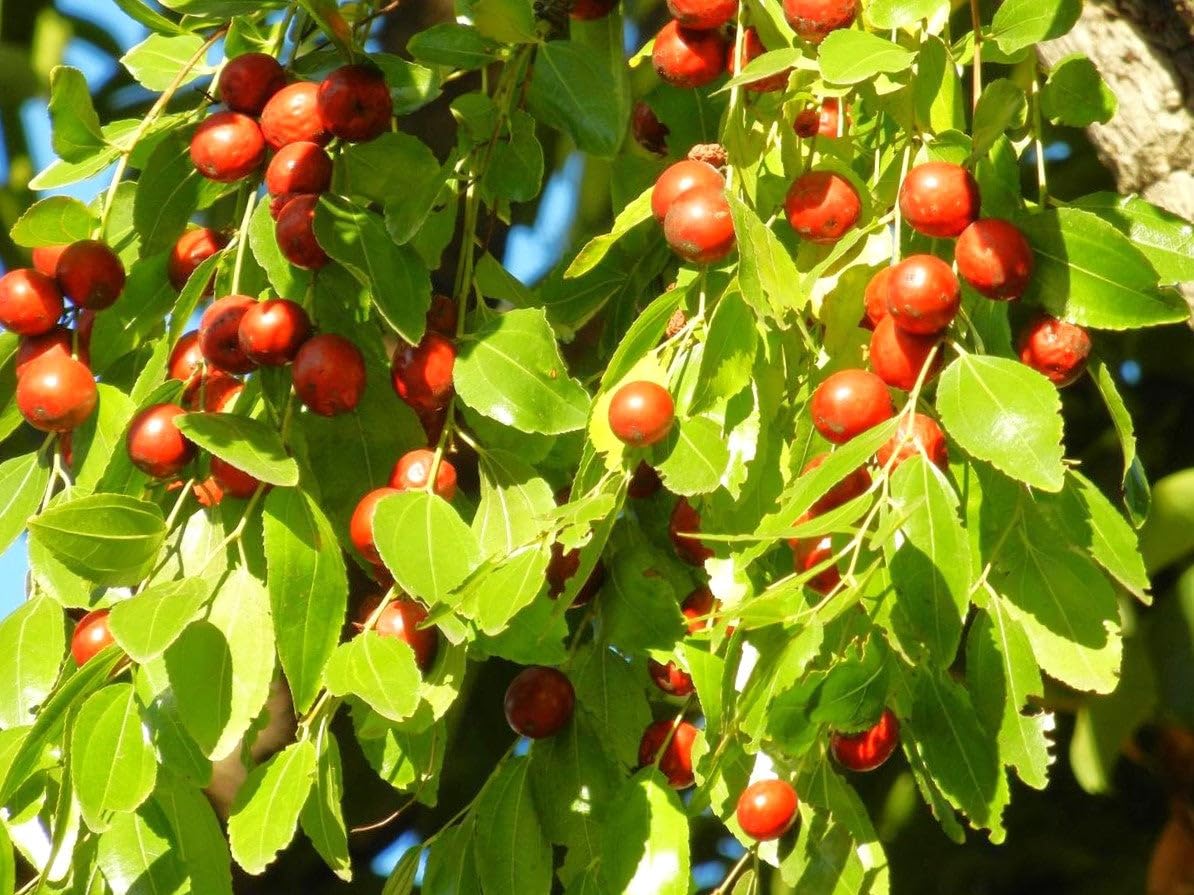 TomorrowSeeds - Jujube Tree (Chinese Red Date) Seeds - 30+ Count - for 2026 Planting Ziziphus Jujuba BER Hong Tsao Zao Dates Korean Daechu Traditional Herbal Trees Perennial Grow Your Own Home Farm