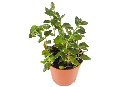 Black Goldfish Plant-4'' from California Tropicals