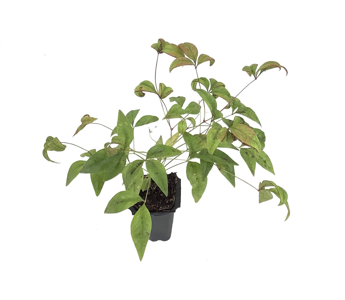 Firepower Heavenly Bamboo | 30 Live Plants | Nandina Domestica | Compact Ornamental Shrub, Year-Round Color, Low Maintenance, Bright Red Foliage, Outdoor Landscape, Garden Accent