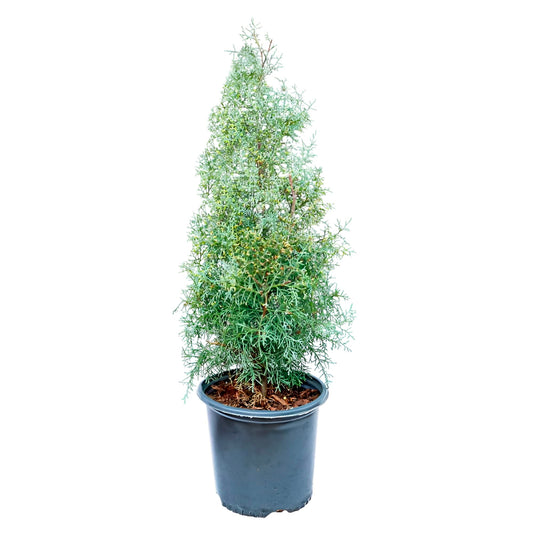 Blue Ice Arizona Cypress Tree Live Plant – Evergreen Conifer with Silvery Blue Foliage, Fast Growing Landscape Tree, Drought Tolerant,Windbreak, Cold Hardy, Zones 6–9 (3 Gallon/Single)