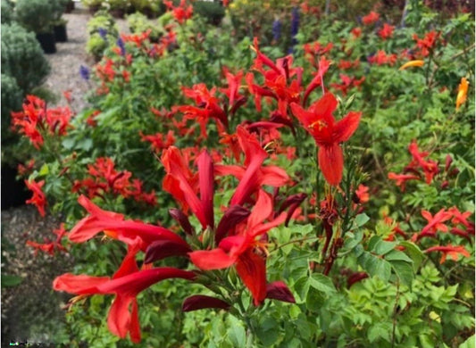 Live Plant - Cape Town Red Tecomariasmall Rooted Starter Planthummingbird Heaven!