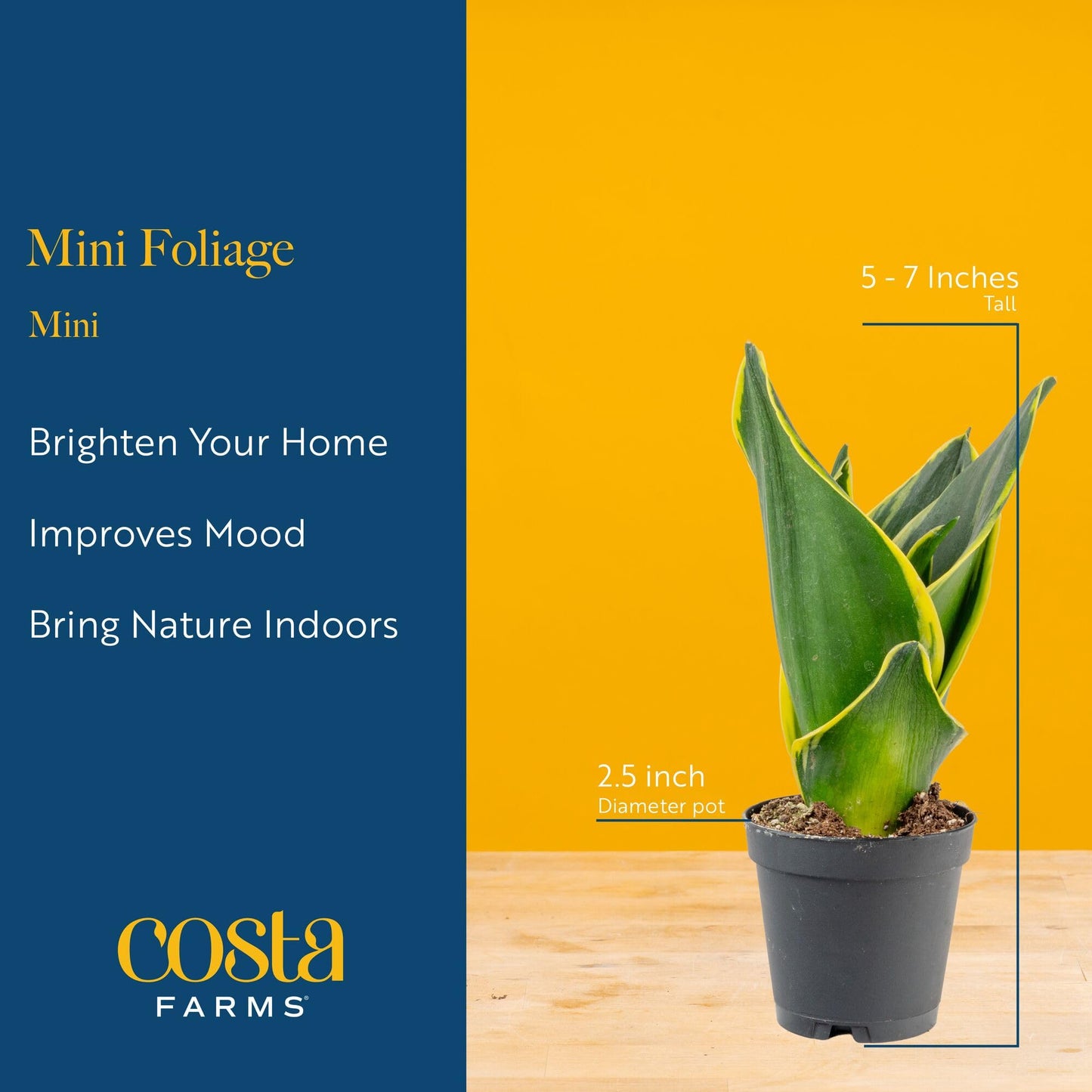 Costa Farms Mini Live Indoor Houseplants (20-Pack), Starter Plants in Nursery Pots, Assorted Foliage Mix (Varieties May Vary), Bulk Tiny Plants for DIY Terrariums, Party Favors, and Home Office Decor
