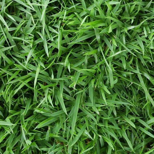 Zoysia Empire Grass Seeds, 10000 Seed Count, Zoysia Seeds for Low-Maintenance Lawn and Backyard Landscaping