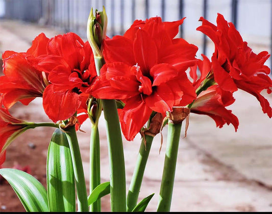 Red Peacock Amaryllis - Red Double Amaryllis Bulb 28/30 cm