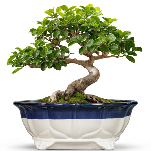 Teagas 11 Inch Succulent Planters - Ceramic Bonsai Pots with Drainage Hole, Bonsai Planter for Indoor Outdoor Plants, Large Shallow Planter, Patio Garden Decor, Gifts for Plant Lover, Oval Beige-Blue