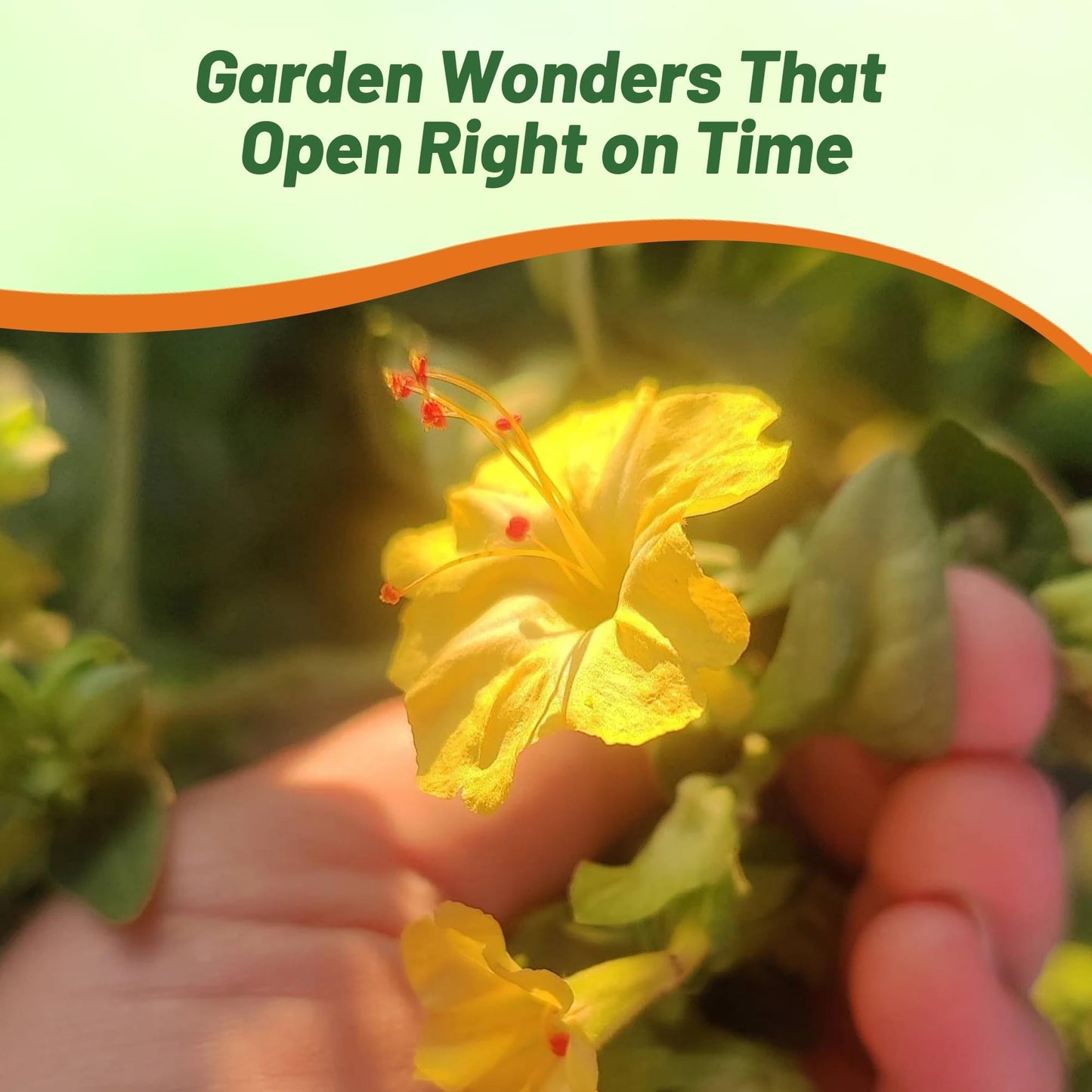 Outsidepride Yellow Four O'clock Flower Seeds - 1/4 lb Perennial Fragrant, Trumpet-Shaped Blooms, Deer-Proof & Easy to Grow, for Pollinator & Evening Gardens, Containers, Hedges, or Borders