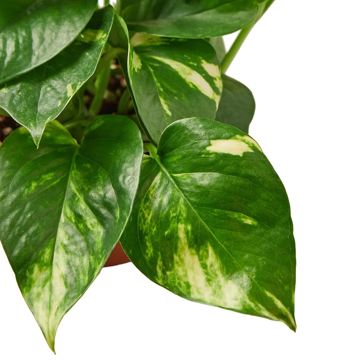 Pothos 'Golden' | Live Plant for Indoor & Outdoor | for Living Room, Office, Bathroom | (4" Pot)