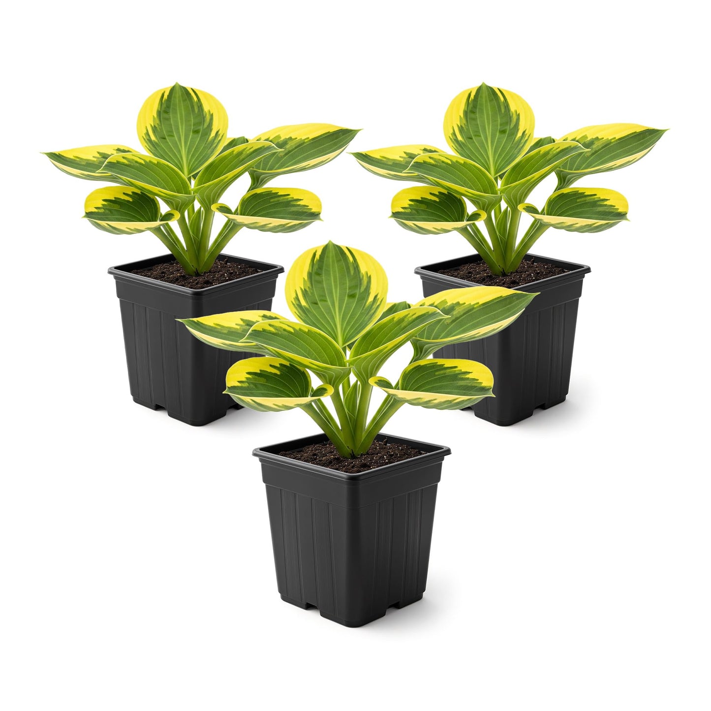 Live Perennial Hosta - Queen Josephine (3 Plants Per Pack) Beautiful Accent Plant, 10" Tall by 4" Wide in 1 Qt Pot