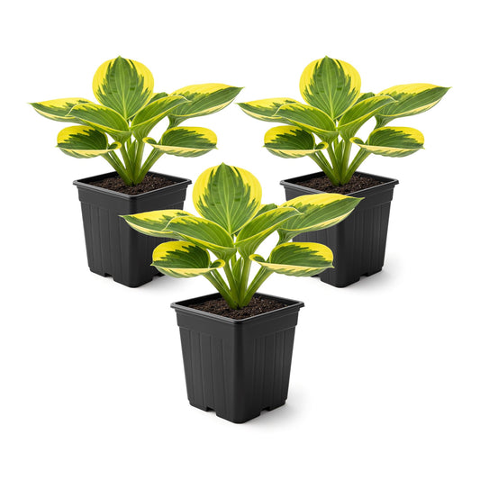Live Perennial Hosta - Queen Josephine (3 Plants Per Pack) Beautiful Accent Plant, 10" Tall by 4" Wide in 1 Qt Pot