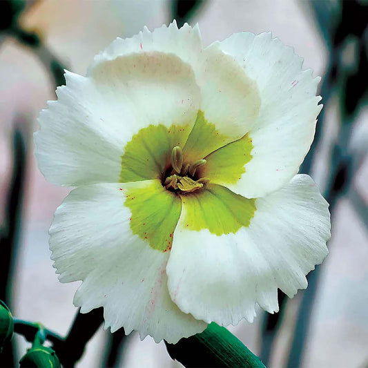 Park Seed Dianthus American Pie (R) Key Lime Pie Pot 1 QT