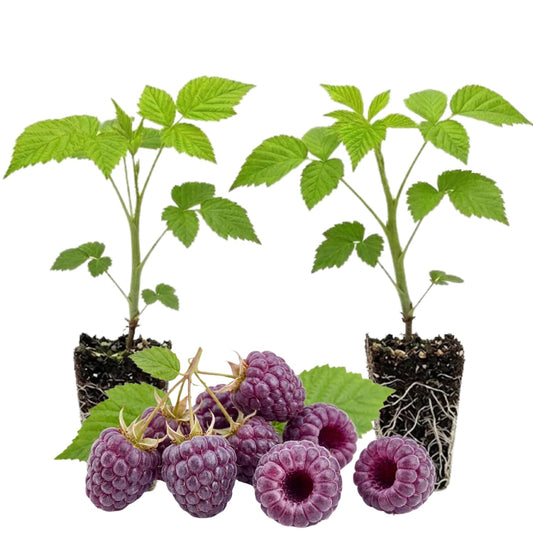 Set 2 Glencoe Raspberry Plants Live for Planting, 4-8 Inch Tall, Sweet Fruits, Thornless Raspberry Bushes Live Plant for Home Garden
