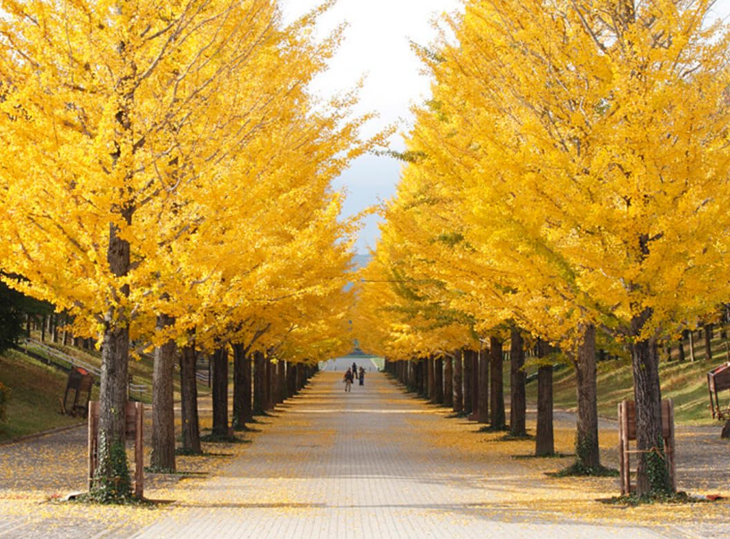 2 Ginkgo Trees - 12-16" Tall Live Plants - Quart Pots - Maidenhair Gingko/Ginko Trees - Ginkgo biloba - (2 Pack)