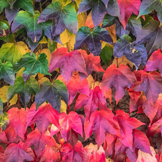 Boston Ivy Plant, Live Climbing Ivy Plant Starter in Pot, 3-6 Inch Tall, Outdoor Garden Planting