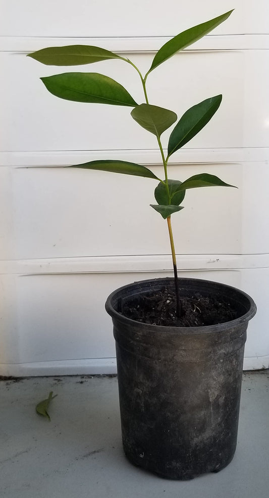 Black Sapote Fruit Tree 1 Gallon Potted AKA Chocolate Pudding Fruit, Black soapapple and (in Spanish) zapote prieto (Black Sapote, 1 Gallon)