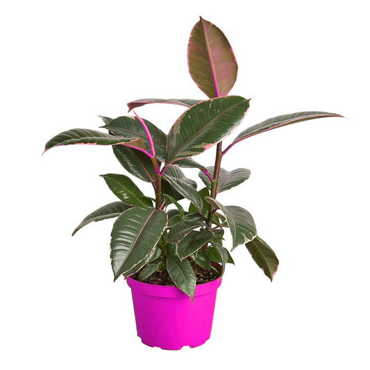 10 Pack Ficus Elastica 'Tineke' - 6" Pot in 6in Pot - Live Tropical Houseplant - Easy to Grow | Air Purifying | Variegated | USA Growers | The Snobby Leaf