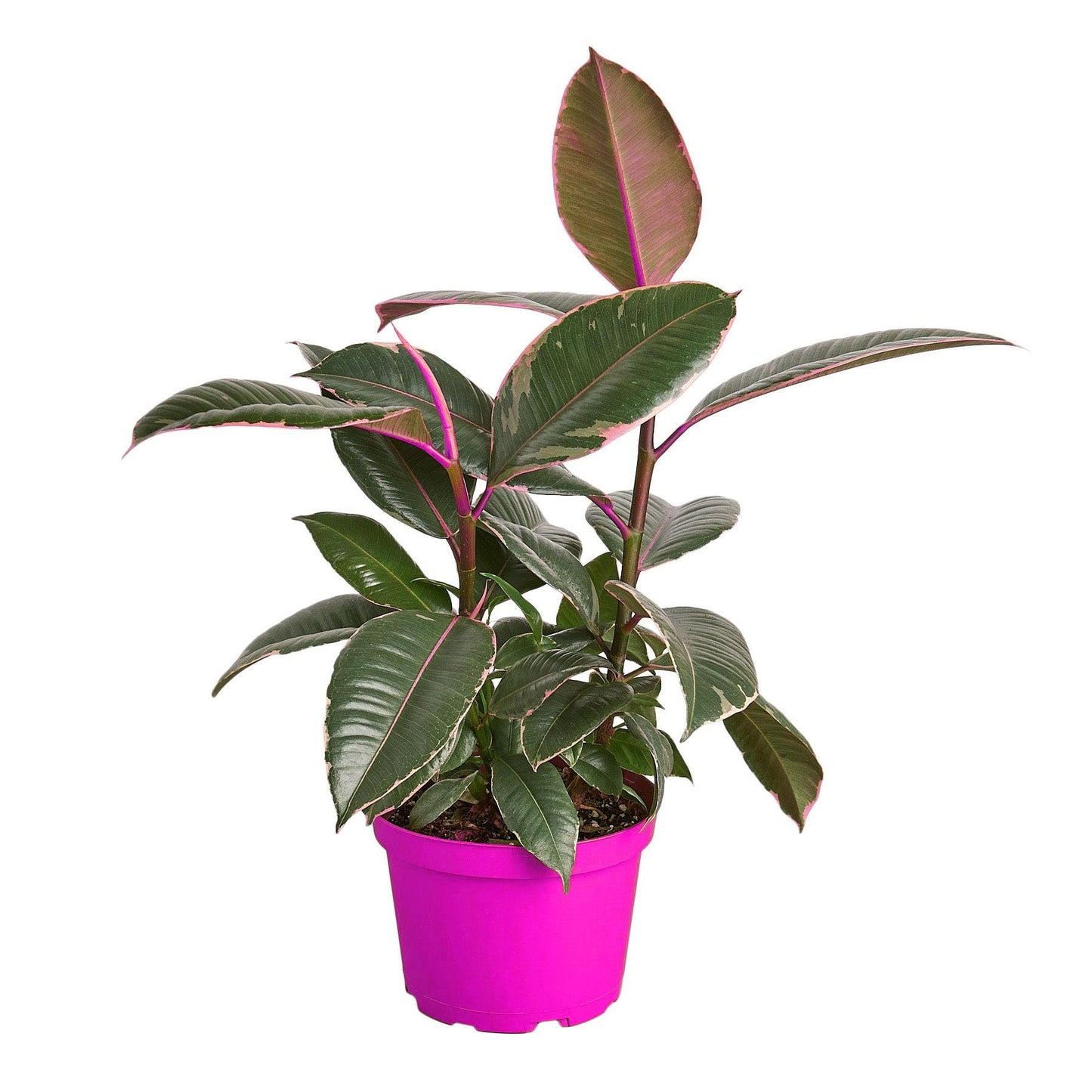 7 Pack Ficus Elastica 'Tineke' - 6" Pot in 6in Pot - Live Tropical Houseplant - Easy to Grow | Air Purifying | Variegated | USA Growers | The Snobby Leaf