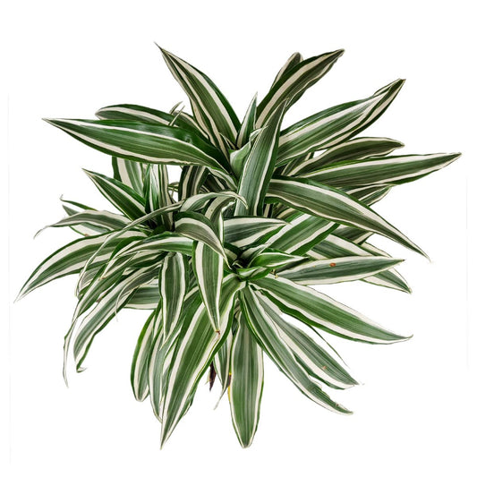 Dracaena Warneckii (4" Grower Pot) - Air-Purifying Low Light Houseplant - Colorful Plants Decoration for Office and Apartment - Easy to Care, Easy to Grow Indoor Plant - Unique Houseplant