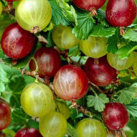 Gooseberry Plant Live, 5-9 Inc Tall, Sweet Gooseberry Bush Live Plant Well Rooted, Berry Plant Live for Planting