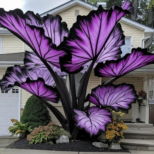 EDRHTJG Giant Leaf Foliage-Elephant Ear-Alocasia for Outdoor Garden Patio Decor Natural Vibrant Tones-Natural Privacy Screen (10)