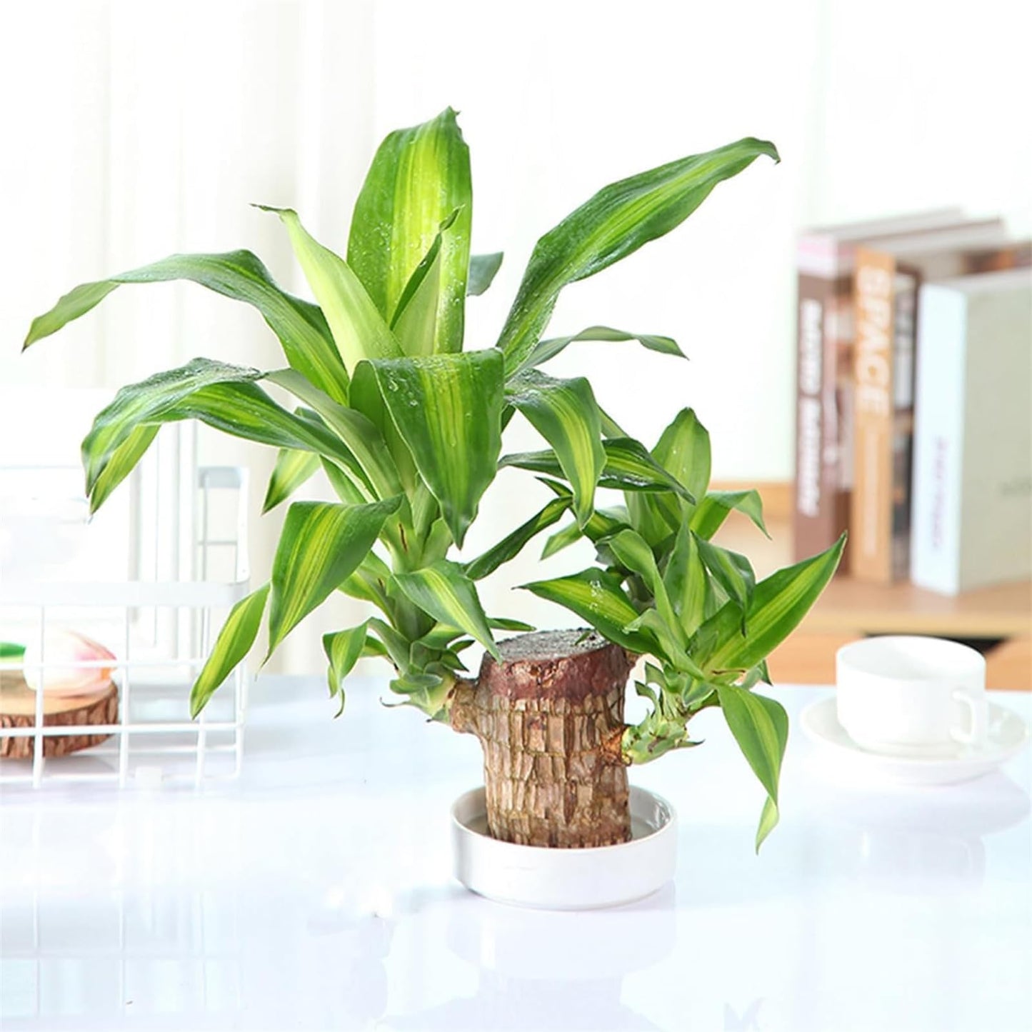 Generic Brazilian Wood，Brazilian Lucky Wood Desk，Brazilian Wood Decor，2024 Newly Mini Brazilian Wood Home Decor (Monk), zxc23
