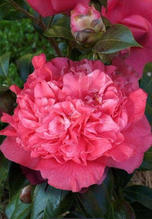 Live Plant - Kumasaka Camellia Japonica-Live Starter Plant