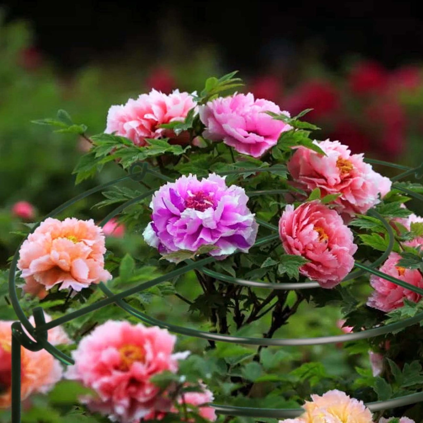 TCBWFY 4 Sets Peony Support Cage,10" Dia.x16 High Grow Through Hoops Grids with 4pcs Thickened 3.5mm Legs,Heavy Duty Metal Plant Support Brace,Flower Strong Support Ring for Heavy Blossoms