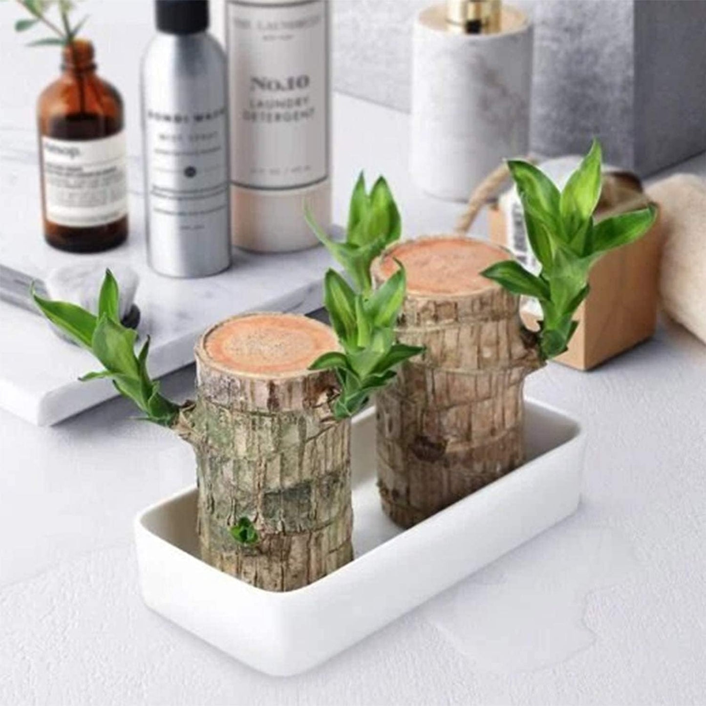 Mini Brazil Lucky Wood,Magical 𝐒𝐩𝐫𝐨𝐮𝐭𝐢𝐧𝐠 Brazilian Lucky Wood 𝐏𝐥𝐚𝐧𝐭 Wood,Indoor Office Desktop 𝐏𝐥𝐚𝐧𝐭 to Purify Indoor Air (Wood+Doll)