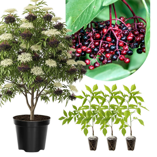 3 Black Elderberry Plants Live for Growing 6 to 12 Inch Height, American Elderberry Bush Live Plants, Sweet Fruit Trees