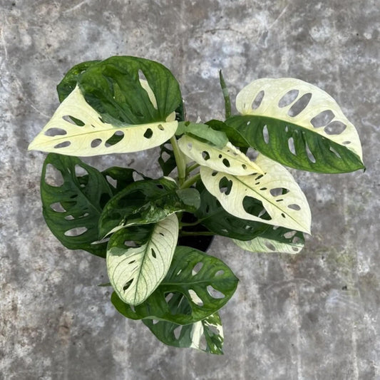 Monstera Albo Live Plant | Adansonii Swiss Cheese Monstera Plants | Indoor House Houseplant | Rare Outdoor Garden Gift | Albino Variegata (Heat Pack Included)