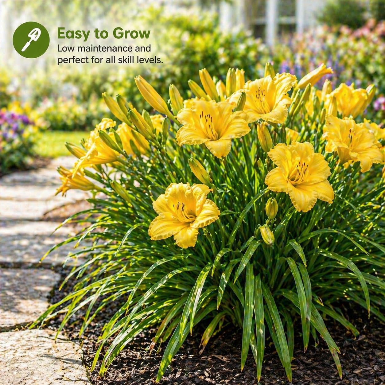 American Stella D’Oro Daylily Bare Roots – Perennial Hemerocallis for Spring Planting – Easy-to-Grow Outdoor Garden Flowers – Attracts Butterflies & Bees (12, Twelve Bare Roots with Bulb Planter)