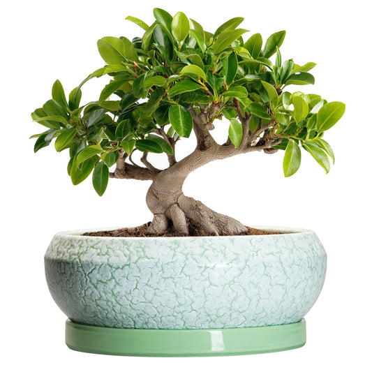 EPFamily Bonsai Pots - 10 Inch Ceramic Succulent Pot with Drainage Hole and Plant Saucer, Succulent Planters for Indoor Outdoor, Round Planter Bowl, Shallow Planter, Home Decor, Gardening Gift, Green