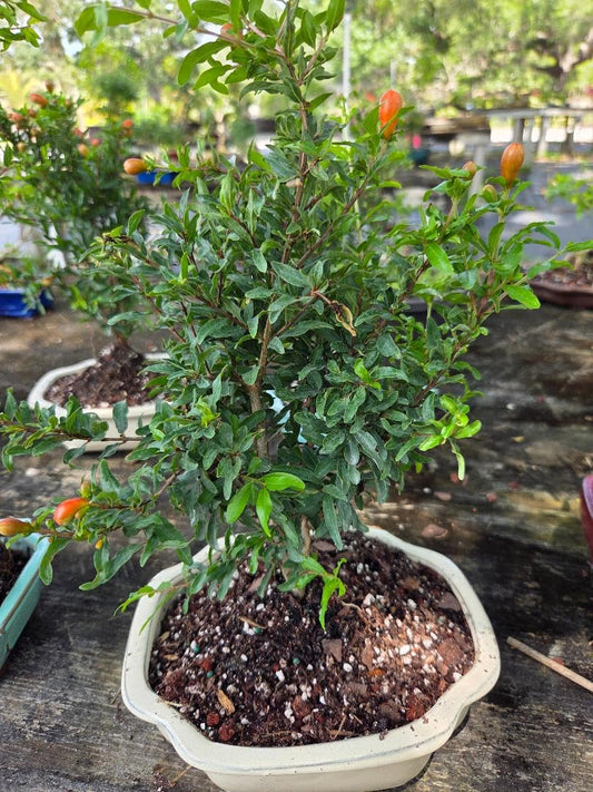 Dwarf Pomegranate Punica granatum Live Starter Plant Bonsai