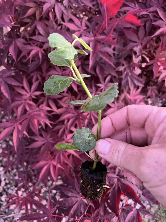 Live Plant - Fig Trees 4 Live Plants “Celeste ” Cold Hardy