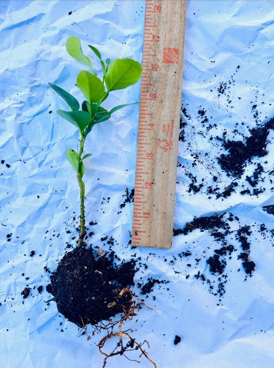 Kaffir Lime Starter Plant 4"-24" (Green, 4"-6") 2 Plants in a Cup.
