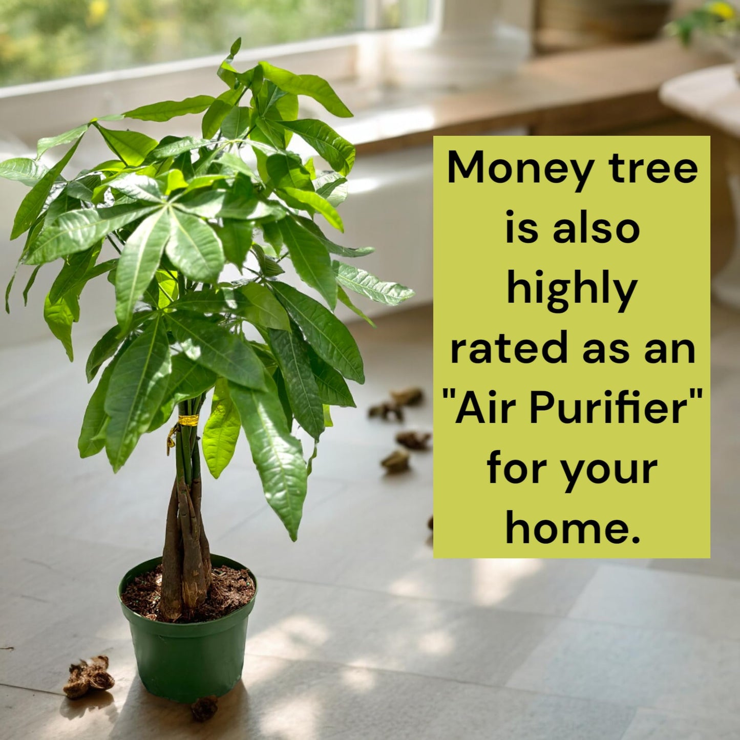 Live Money Tree Plant in 6 Inch Pot - Easy to Grow Air Purifying Live Plants Indoor Houseplants for Home Office Wedding Decorations & Birthday Gift (Heat Pack Included)