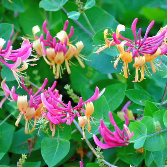 Honeysuckle Live Plant, Perennial Honeysuckle Live in 2.5 Inch Pot, Lonicera Fragrant Honeysuckle Vine Plant Bushes Outdoor Garden