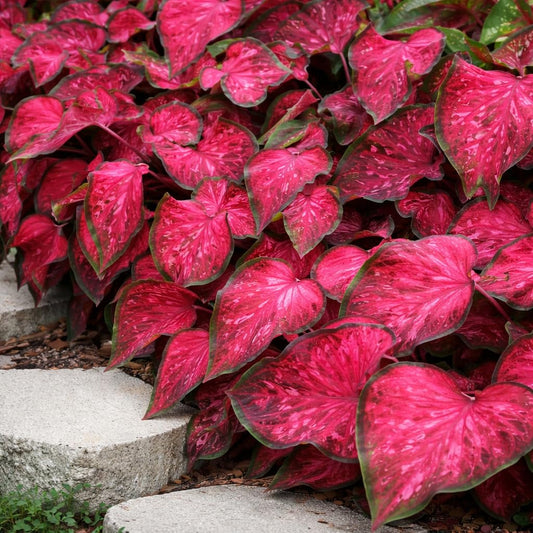 Scarlet Flame Caladium Bulbs for Planting - Red/Pink and Green Strap Leaf Caladium - Perennial Hosta, Elephant Ears, Fancy (6 Bulbs)
