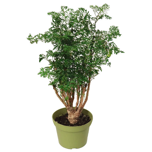California Tropicals Ming Aralia 6'' Live Bonsai Tree - Unique and Easy to Grow Houseplant for Hobbies, Desk, Interior Ideas, Gardening, Crafts, Gifts, and Starter Gardeners