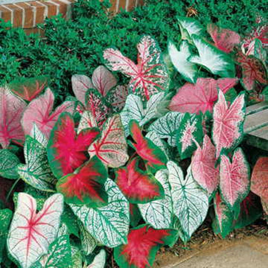 Fancy Leaf Caladium Bulbs - Pack of 10 (Ten) - Exotic, Colorful Mix, Tropical Colors Red, Pink, White and Green Leaves, Grow Indoors or Outdoors