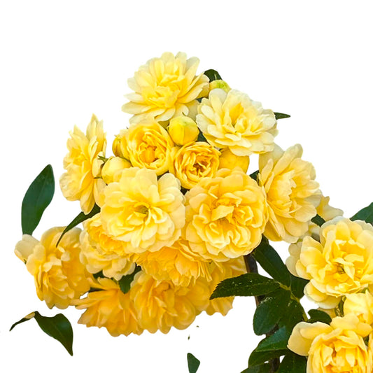 Yellow Lady Banks Climbing Rose – Thornless, Vigorous Climbing Rose Plant with Fragrant Yellow Blooms, Hardy Perennial Flowering Vine for Trellises, Arbors & Garden Decor (Liner/Single)