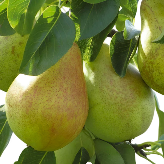 Moonglow Pear Tree, Live Fruit Tree Plant (7 Gallon/Potted/Single Plant)