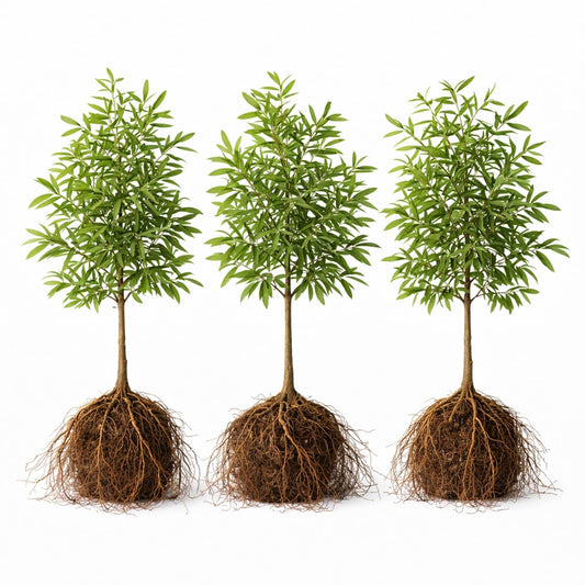 3 Willow Oak Trees Live Plants Bare Root – Quercus phellos Seedlings – Fast Growing Shade Trees for Landscaping, Privacy Screens, Yard Planting & Native Outdoor Trees