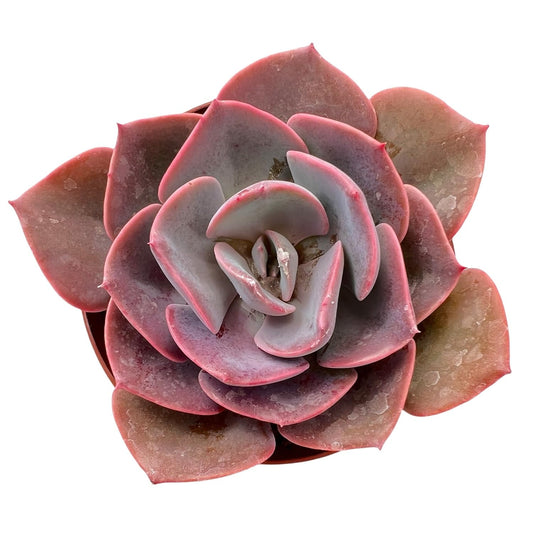 Sprout N Green Live Echeveria 'Dusty Rose', Rare Mini Succulent Plant Fully Rooted in 4" Pot, Real House Plant for Indoor Outdoor Home Office Wedding Decoration Party Favor