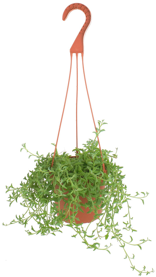 Shop Succulents String of Dolphins Hanging Succulent, Senecio Peregrinus, Fully Rooted Live 6" Succulent Plant with Hanger, Low Maintenance Indoor Plant, Trailing Succulents, Gift & Garden