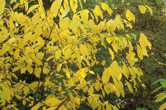Live Plant - 2 Northern Spicebush Shrubs - 12-18" Tall Live Plants, 4" Pots - Lindera Benzoin