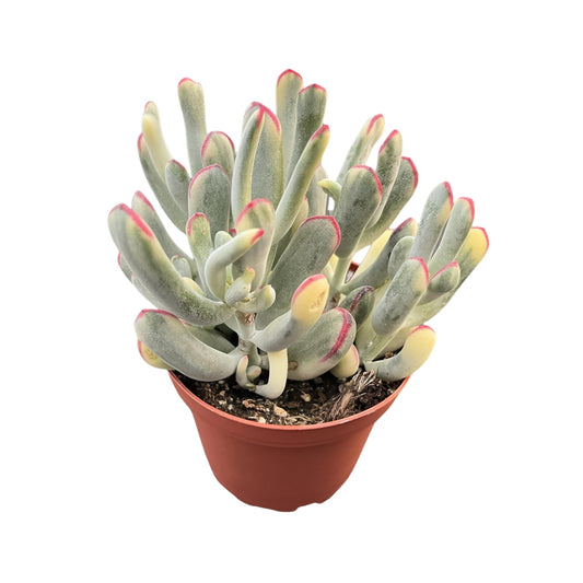 Sprout N Green Cotyledon Orbiculata cv. Long Leaf Variegated, Rare Live Succulent Plant Fully Rooted in 4" Planter with Soil, Home Office Indoor Outdoor Wedding Decoration DIY Projects Party Favor