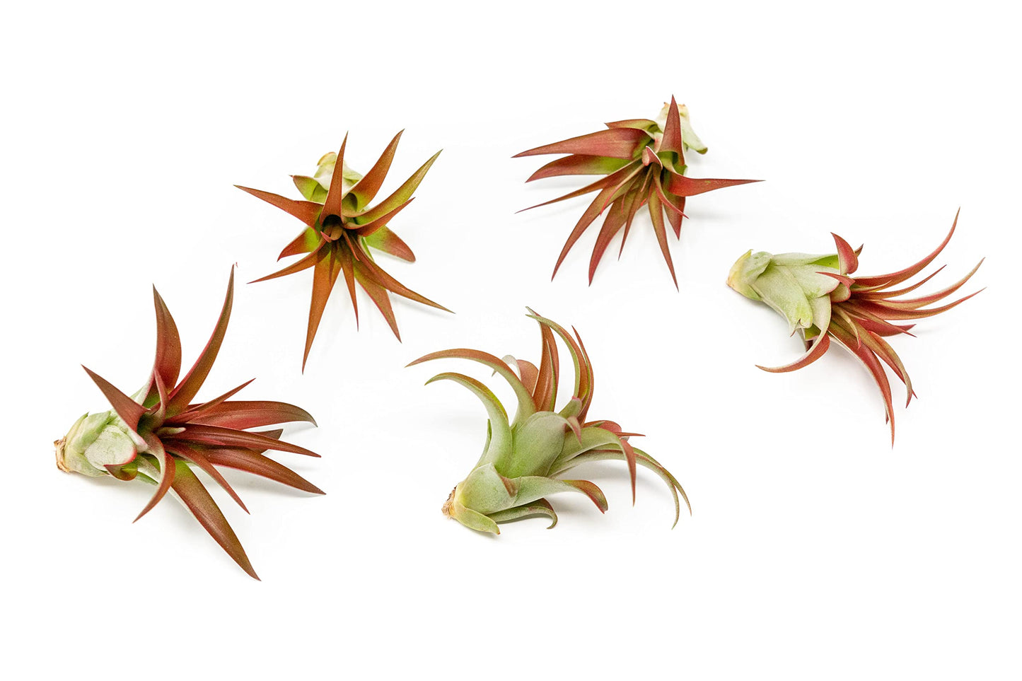 5 Pack Air Plants Red Abdita Tillandsia - Medium Air Plants Live Variety Pack - Live Succulent House Plant - Home Holders and Garden Decor - Easy Care Indoor and Outdoor Plant